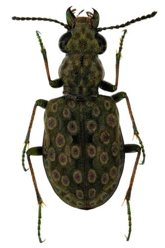 Réf. 316 282 : Elaphrus riparius